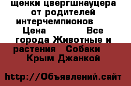 щенки цвергшнауцера от родителей интерчемпионов,   › Цена ­ 35 000 - Все города Животные и растения » Собаки   . Крым,Джанкой